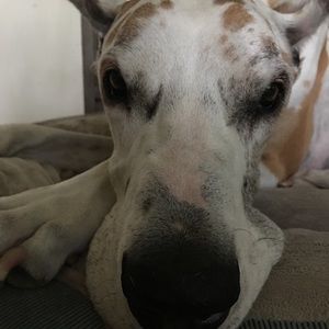 Meet your Posher, Gretchen